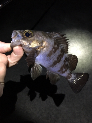 アジング・メバリング