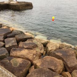 ハイブリットでサヨリが激熱やー!