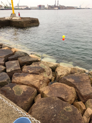 ハイブリットでサヨリが激熱やー!