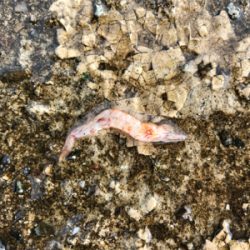 万が一があるならタモ は用意する