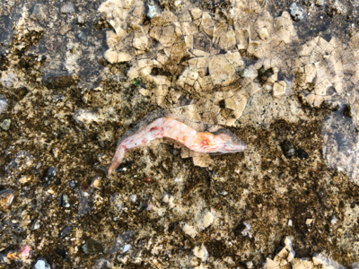 万が一があるならタモ は用意する