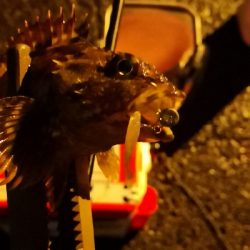 アジング練習 67