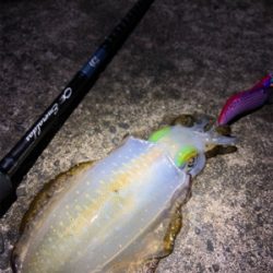 淡路島エギング