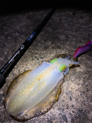 淡路島エギング