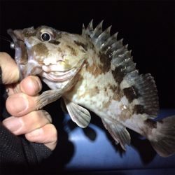 大阪湾奥アジング