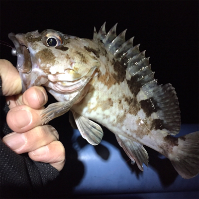 大阪湾奥アジング