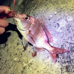 メバル、カレイ狙いで…