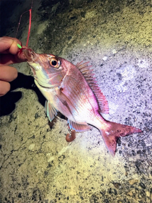 メバル、カレイ狙いで…