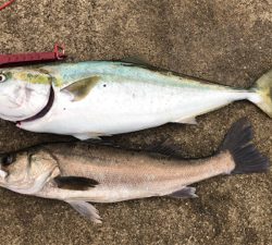 青物とシーバスの釣り分け
