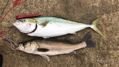 青物とシーバスの釣り分け