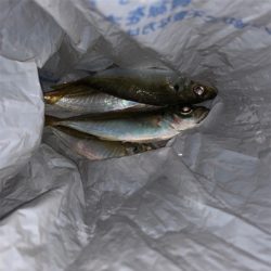 太刀魚釣行