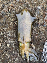 秋いか。終盤かも