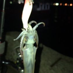 3日振りのヒイカ釣り(^.^)