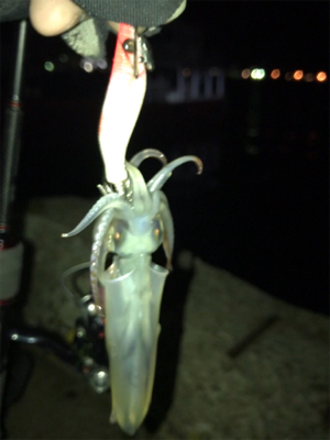 3日振りのヒイカ釣り(^.^)