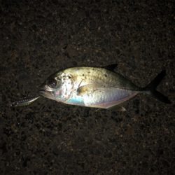 イワシパターン