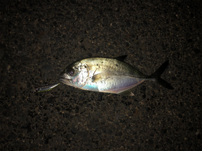 イワシパターン