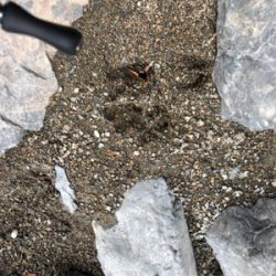 ネイティブトラウトを求めて