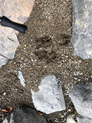 ネイティブトラウトを求めて