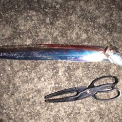 マズメチャレンジ