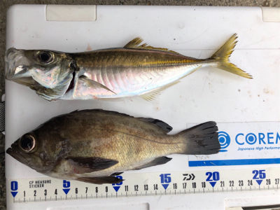 朝夕のダブルヘッダー(^.^)