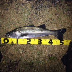 雨の中でシーバスフィッシング