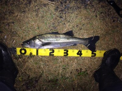 雨の中でシーバスフィッシング