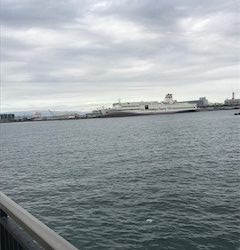 のませハマチング