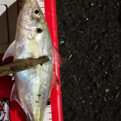 アジング練習 68