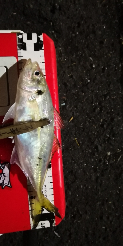 アジング練習 68