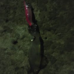 ヒイカエギング でまさかのアジ