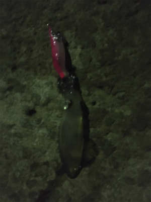 ヒイカエギング でまさかのアジ