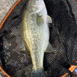 淀川バスフィッシング