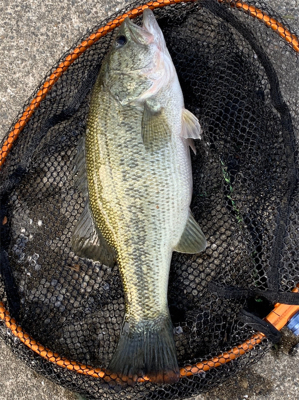 淀川バスフィッシング