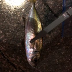 ナイトアジング