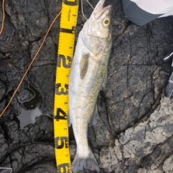 ヒラマサを求めて遠征