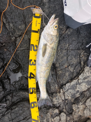 ヒラマサを求めて遠征