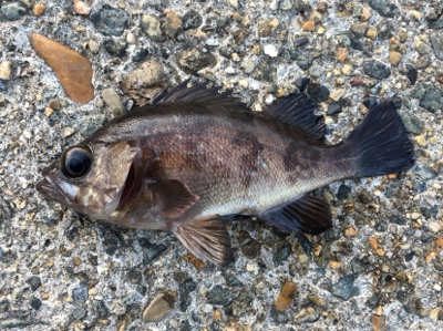 朝マズメのメバリング