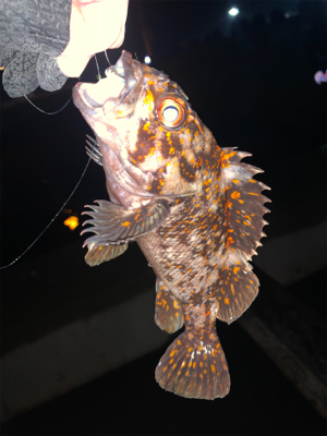 釣り人はしんどいけどお魚は元気！