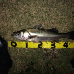 連日の好調なシーバス