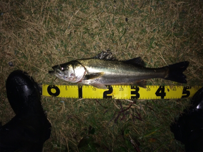 連日の好調なシーバス