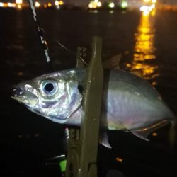 アジング練習 69