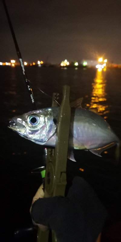 アジング練習 69