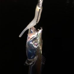 湾奥良く釣れてますよ