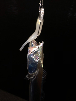 湾奥良く釣れてますよ