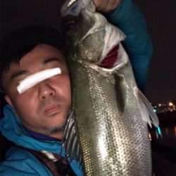 いつものどぶ川シーバス!