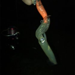 小雨の降る中久しぶりのヒイカ　プチ地合い(^o^)／