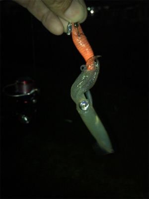 小雨の降る中久しぶりのヒイカ　プチ地合い(^o^)／