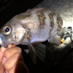 アジング、メバリング