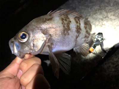 アジング、メバリング