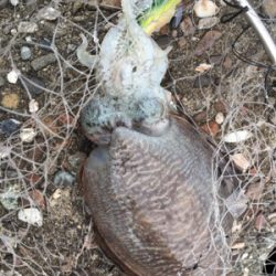 正体はこいつなのか